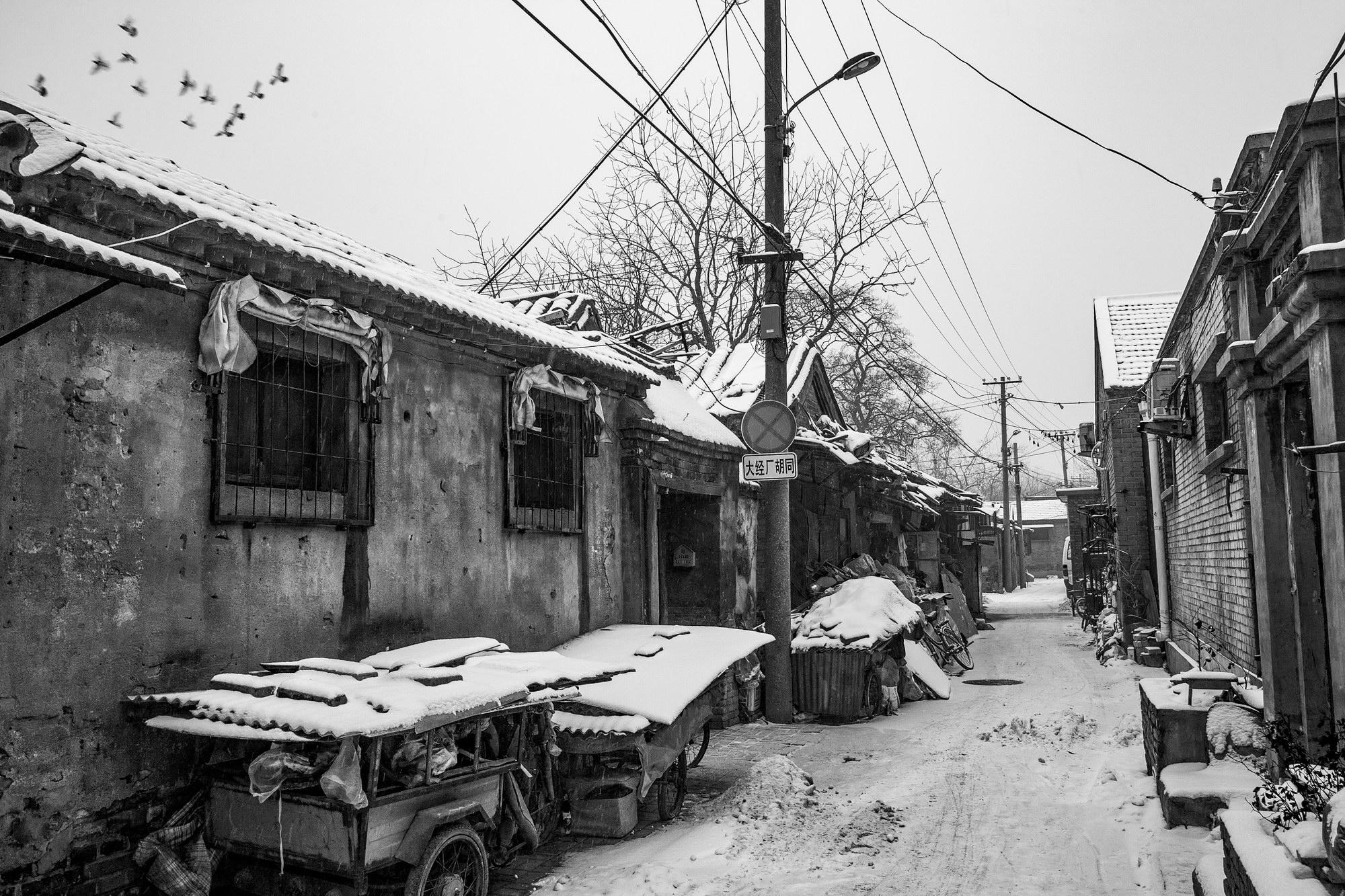 北京鸽子市场最新地址揭秘，探寻城市中的养鸽胜地